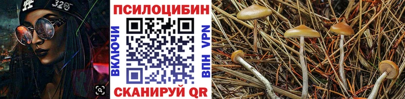 купить закладку Талица Галлюциногенные грибы Cubensis